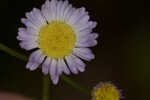 Daisy fleabane